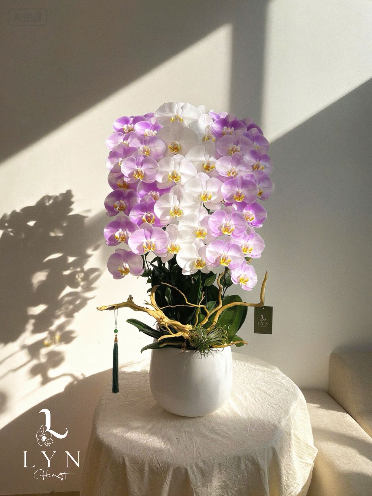 Chậu Hoa Lan Trắng V3 Mix Lan Chanel